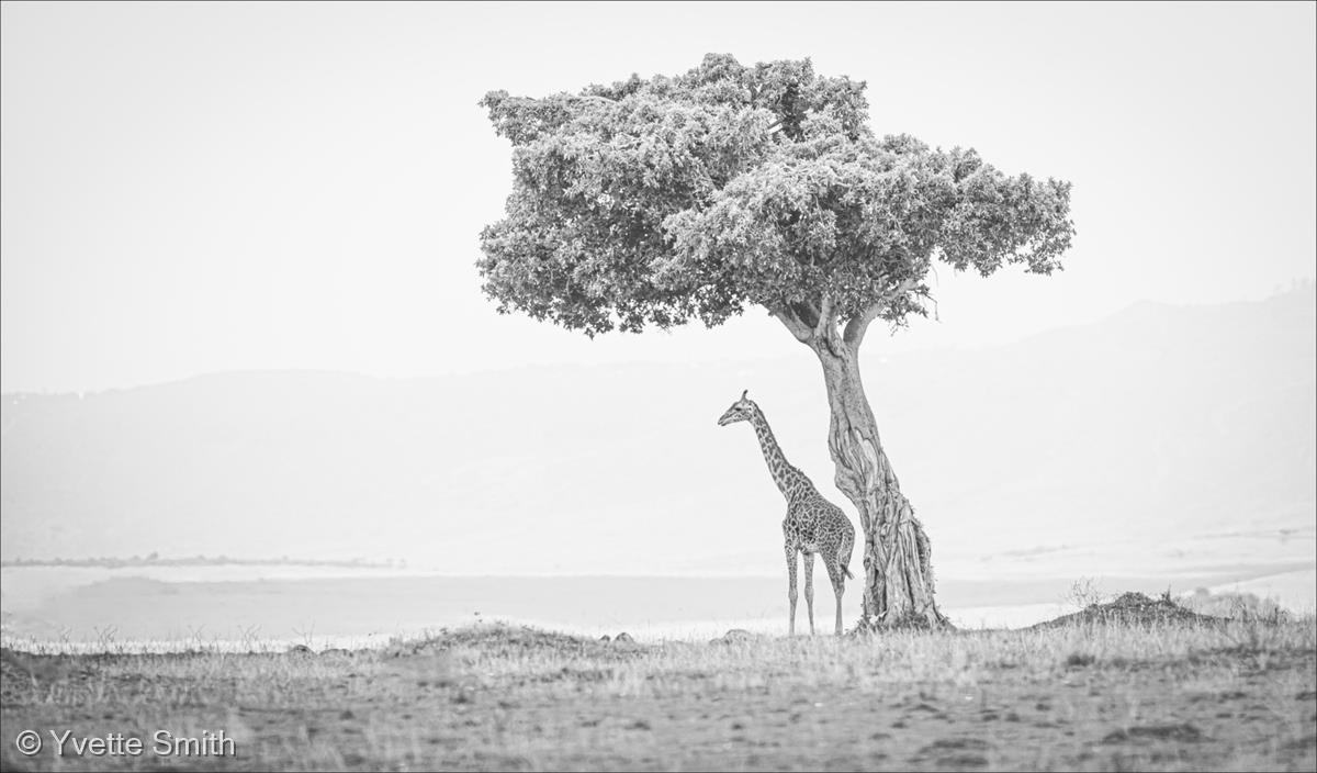 Giraffe Under Lone Tree by Yvette Smith