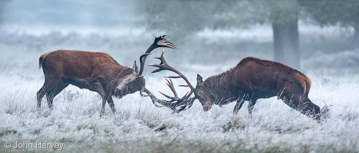 Red Deer Rut by John Harvey