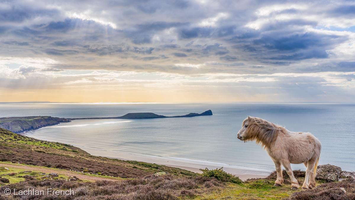 Gower Peninsular and Pony by Lachlan French