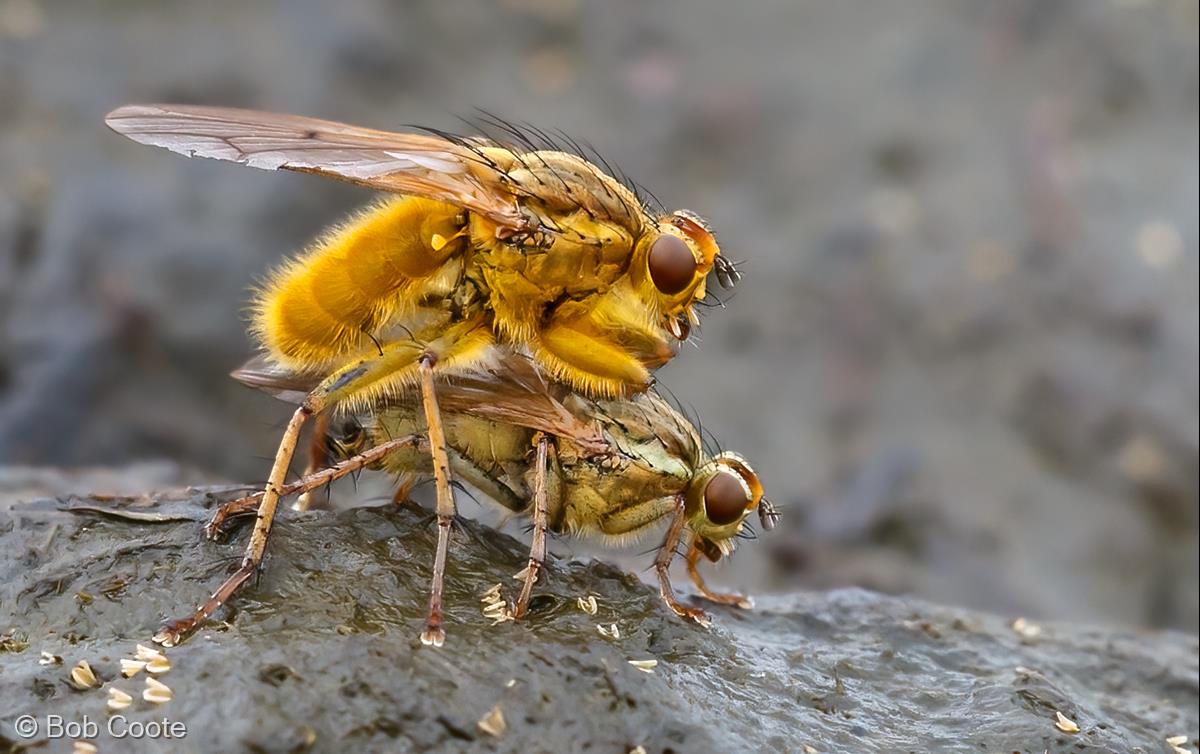 Dung Flies Mating by Bob Coote