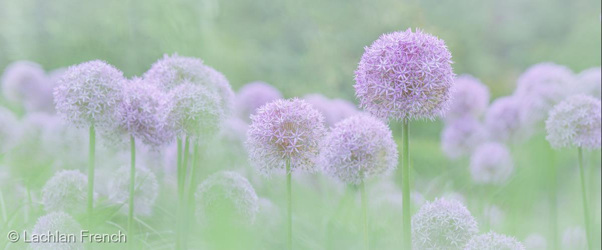 Alliums, Wisley by Lachlan French