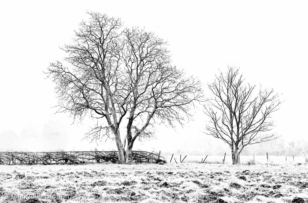 Across the Field by Gabrielle Barnard