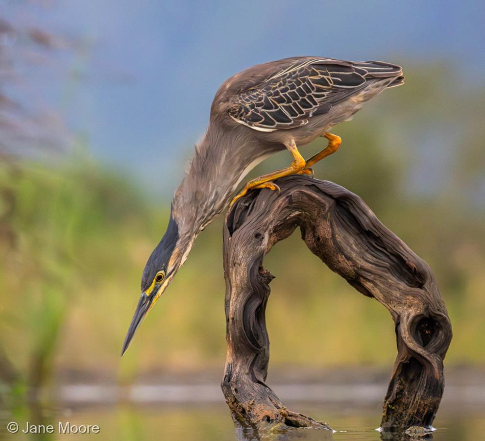 Green-backed Heron (Butorides striata) by Jane Moore