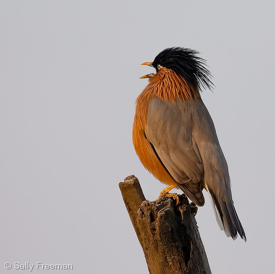 Brahminy Starling Calling by Sally Freeman