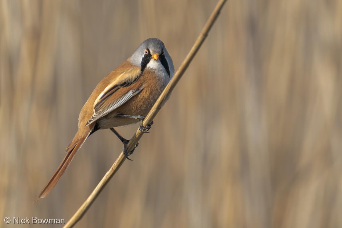 Bearded Reedling by Nick Bowman